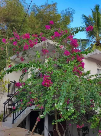 Flower Shade Villa Отели в г. Велигама