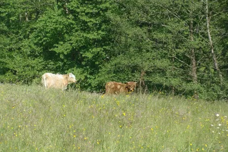 Charmant Chalet Individuel au Pied des Montagnes en Centre Alsace
