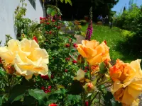 Blackforestbirdnest Hotels in Schonach