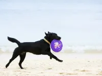 Surfside Bed & Breakfast - Pet friendly