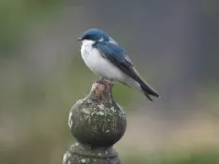Sweet Winds Michigan Upper Peninsula Farm