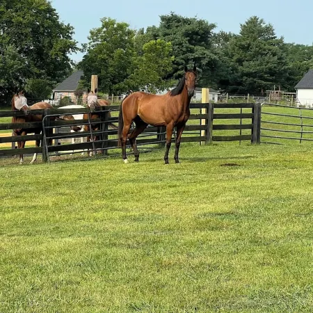 Beautiful, Relaxing Farm Retreat with amazing grounds