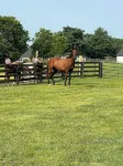 Beautiful, Relaxing Farm Retreat with amazing grounds