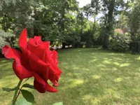Briar Rose