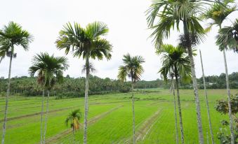 Paddy View Resort