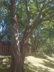 Nyangombe Backpackers - 2-Star