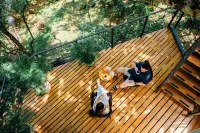 樹屋飯店和度假村 住宿飯店