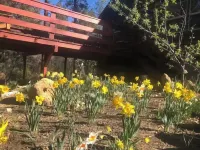 Ahwahnee-be Vintage Cabin - Three blocks to town!