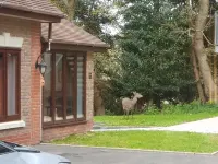 Beautiful cottage in woodland setting close to the Dorset coast
