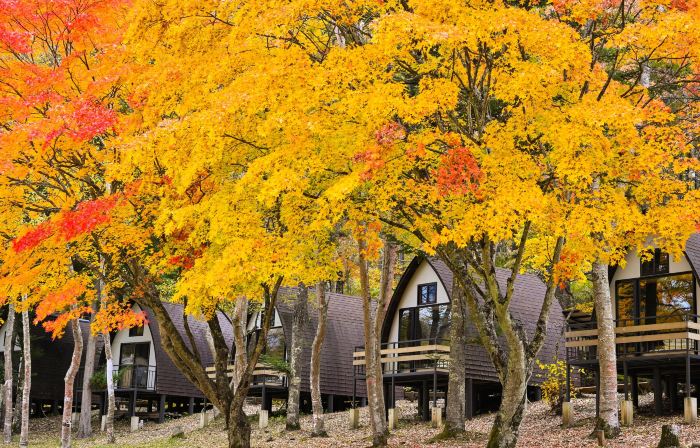 Tiny Garden Tateshina- Camp, Lodge & Cabins -