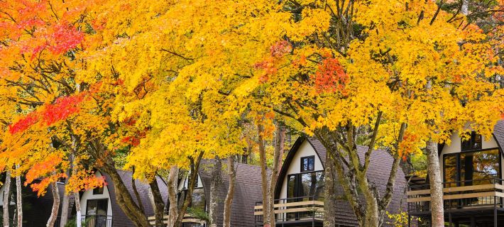 Tiny Garden Tateshina- Camp, Lodge & Cabins - โรงแรมในชิโนะ