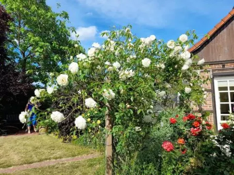 Ferienhaus Gartower See - Housity