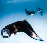 Dhigurah Beach Inn Hotels in Dhidhoofinolhu