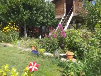 Nice pairal house