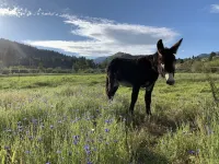 Tiny House at Bidwell Canyon Farm