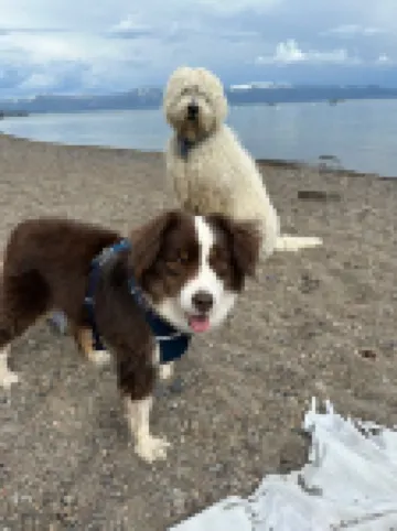 LOCATION! - PETS -  FAST WIFI -  CLOSE TO SKI/BEACH - PELOTON BIKE!