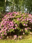 Swedish Idyll