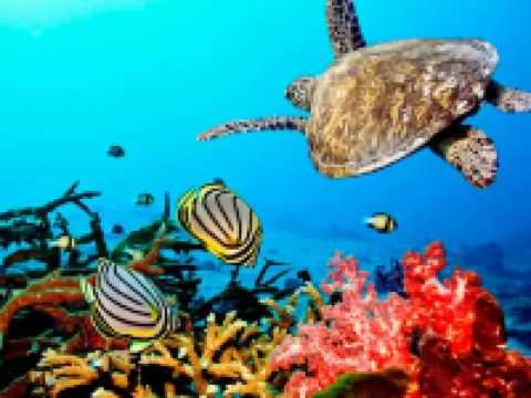 Coral Bay Zanzibar Hotels in Pongwe