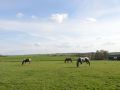 holiday-house-in-horse-riding-school-near-stavelot-and-spa-circuit