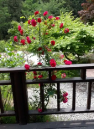 Jangseong Forest Scent Pension