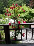 Jangseong Forest Scent Pension
