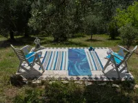 Olive Grove Sabina