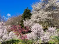 Kouchisou Hôtels à : Kōshū