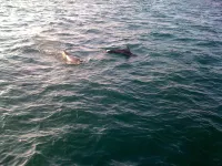 NEW !! Apartment in the heart of granville with panoramic view