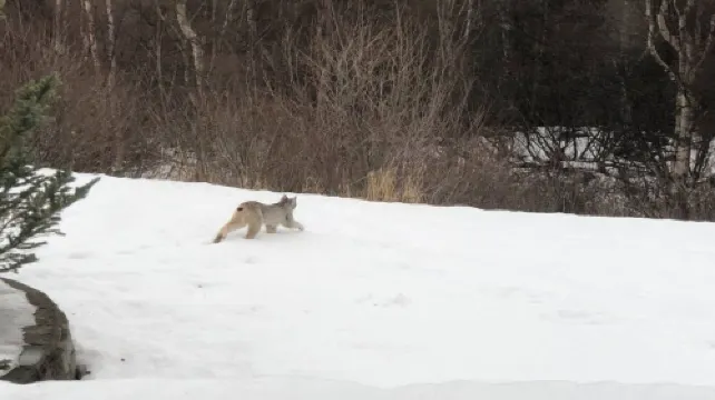 Luxurious Secluded Hillside 1000 sq ft Studio on 5 acres