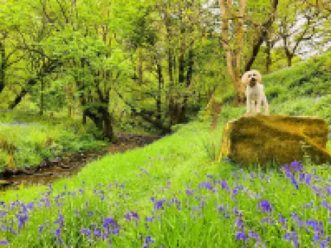 2 Bed Pod Cabin-Sleeps 2-Pets-Garden-Mtn View