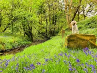 2 Bed Pod Cabin-Sleeps 2-Pets-Garden-Mtn View Hotels in Omagh