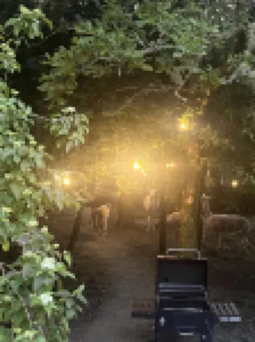 Cariad Hotels in Carew