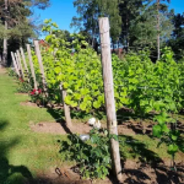 Furuliden Country Inn Hotel di 