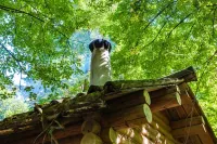 Lesnaya Sloboda Hotel Hotel di Odintsovsky District