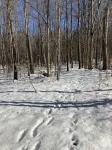 Secluded Cozy Cedar Wood Cabin in 20 acres of native woods, on the Paw Paw river