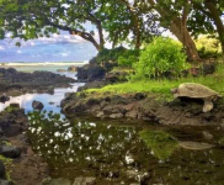 Epic Oceanfront Penthouse with Best Views in Hilo!