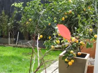 Central-East,  Saint Johns,Meadowbank, Kohi. Independent Suite 2-max3- Guests Hotel in zona St. Helier's Bay, Auckland