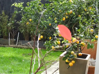 Central-East,  Saint Johns,Meadowbank, Kohi. Independent Suite 2-max3- Guests Hotel in zona Tohuna Torea Nature Reserve