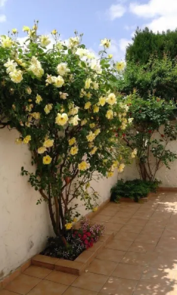 Lovingly furnished 70 m2 apartment for 2-4 people in Oestrich-Winkel エーストリッヒ・ヴィンケルのホテル