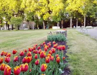 Hotel Garni Goldene Traube - parking