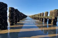 Zeeland Chaletje in Oostkapelle on a family-friendly park - 2-Star