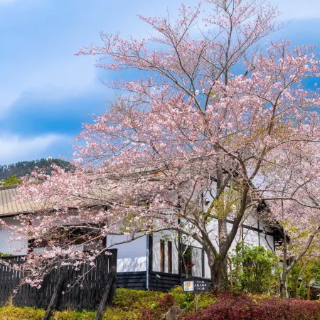 Sakura Sakura Hot Springs