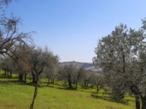 Podere San Raffaele - Cinzia