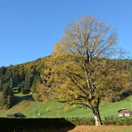 Oberland Nr. 7