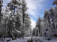 Big Bear Cabin at White Mountain Lodge アパッチのホテル