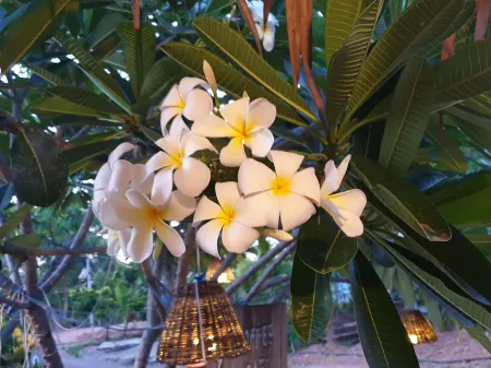 Ozone at Farm Отели рядом с достопримечательностью «Wat Chom Bung»