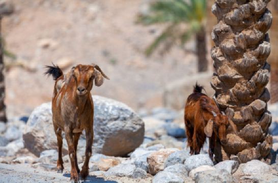 その他 シックス センシズ ジギー ベイの写真
