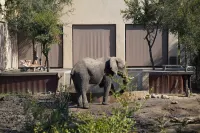 Honeyguide Tented Safari Camp - Khoka Moya Hotels near andBeyond Ngala Private Game Reserve