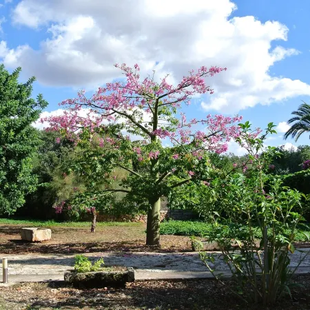 Agroturisme Son Pons