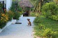 Luxury Zanzibar Villa – Ocean View, Infinity Pool, Lush Green & Stunning Sunsets